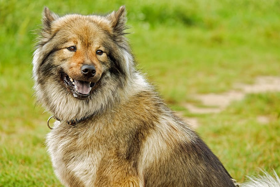 shallow, focus photography medium-coated, brown, dog, eurasians, medium, spitz-like, purebred dog, companion dog, family dog