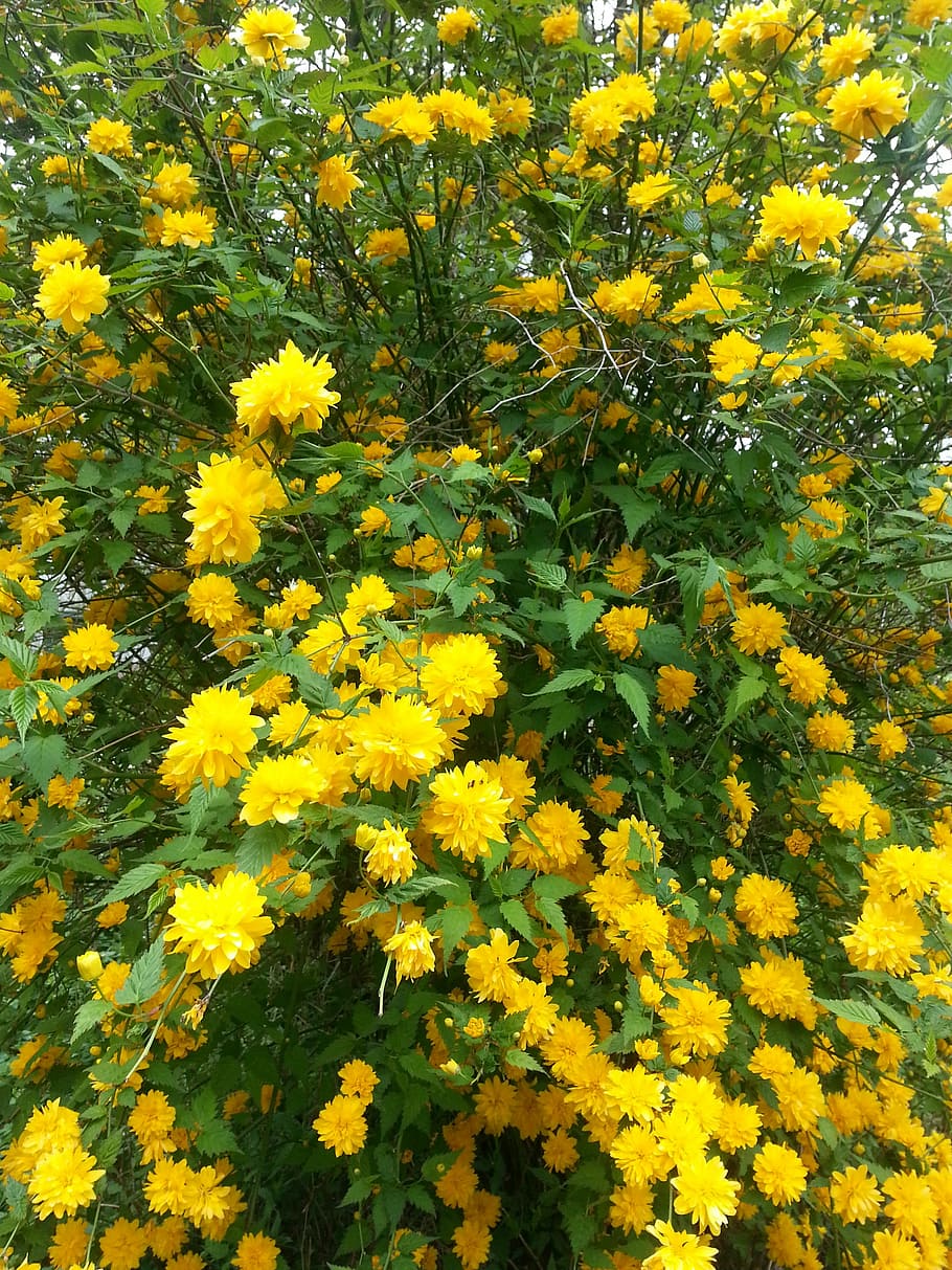 Bushes Shrubs Ranunkel Shrub Amber Rose Family Kerria Nature Yellow Flower Flowering Plant Pxfuel