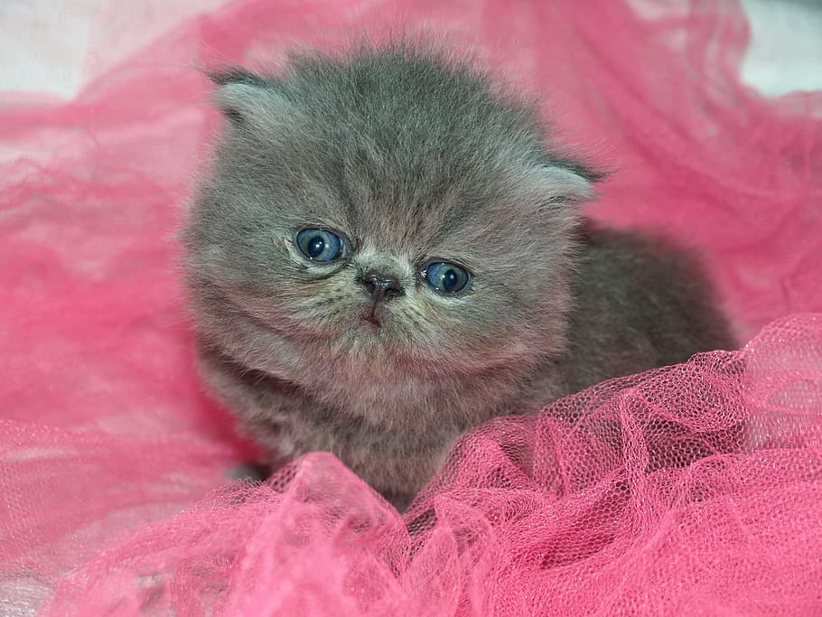 gray persian kitten, cat, cute, puppy, kitten, gray, pink, blue eyes, animal, animal themes