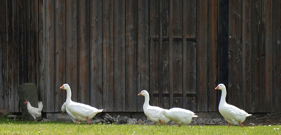 four white ducks, single file, geese theater, yard gate, barn, backdrop, farmhouse, goose, chicken, meadow