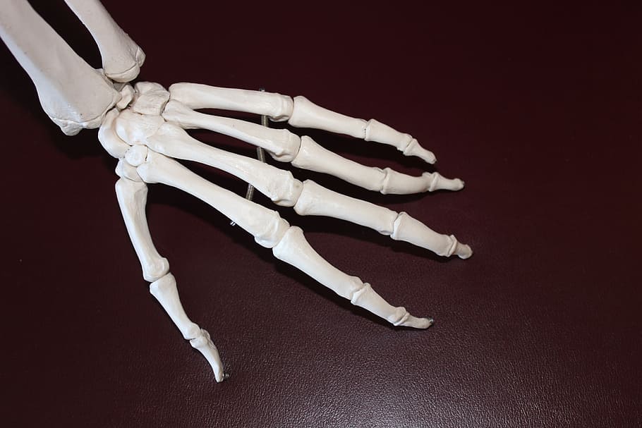 esquerda, mão esqueleto, marrom, superfície, esqueleto, mão, ossos, anatomia, articulação, esquelética
