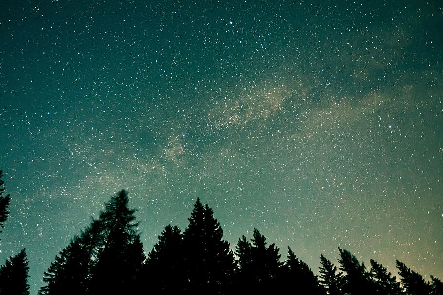 árboles forestales, estrellas, cielo nocturno, bosque, árboles, naturaleza, paisaje, natural, noche, cielo