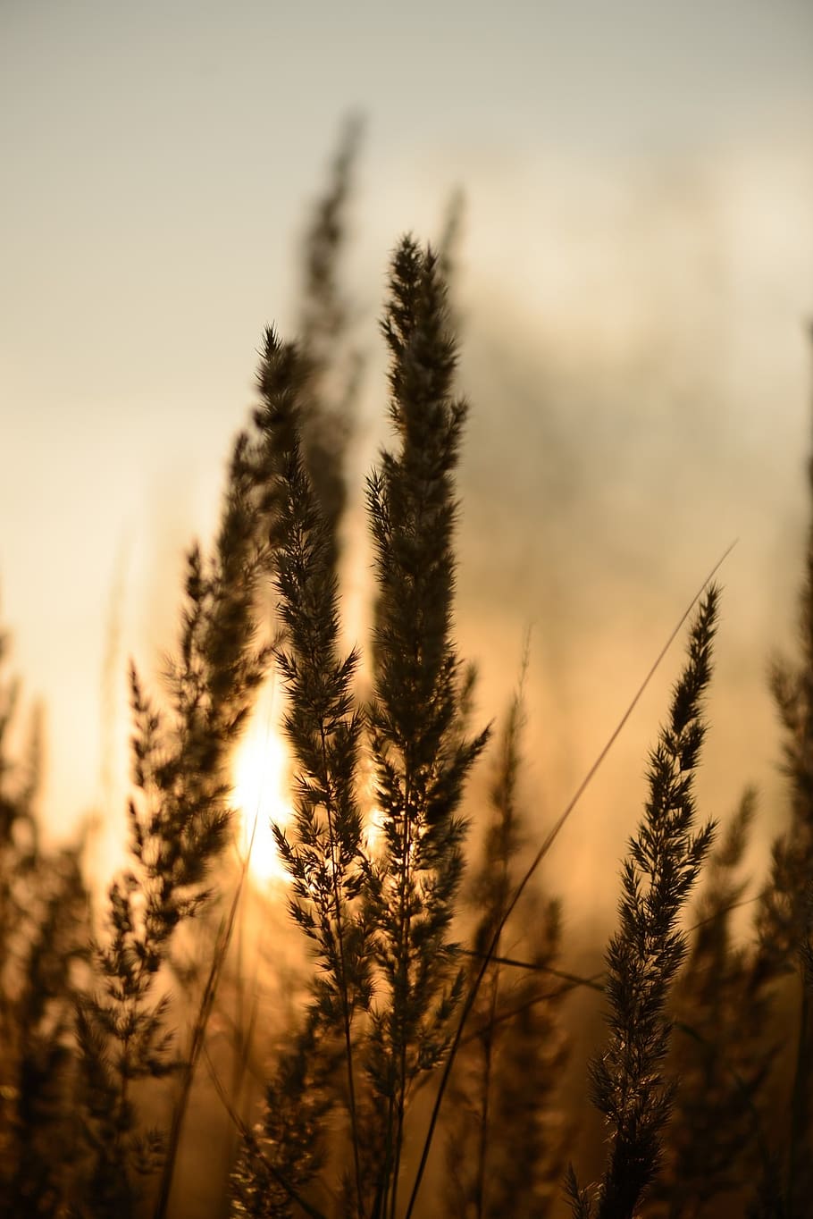sunset, abstract, abstract background, reeds, plants, bokeh, pond, nature, life, phone wallpaper