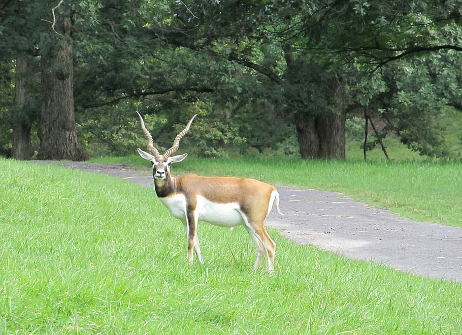 Blackbuck, Indian Antelope, looking, wildlife, nature, outdoors, antelope, horns, enclosure, meadow
