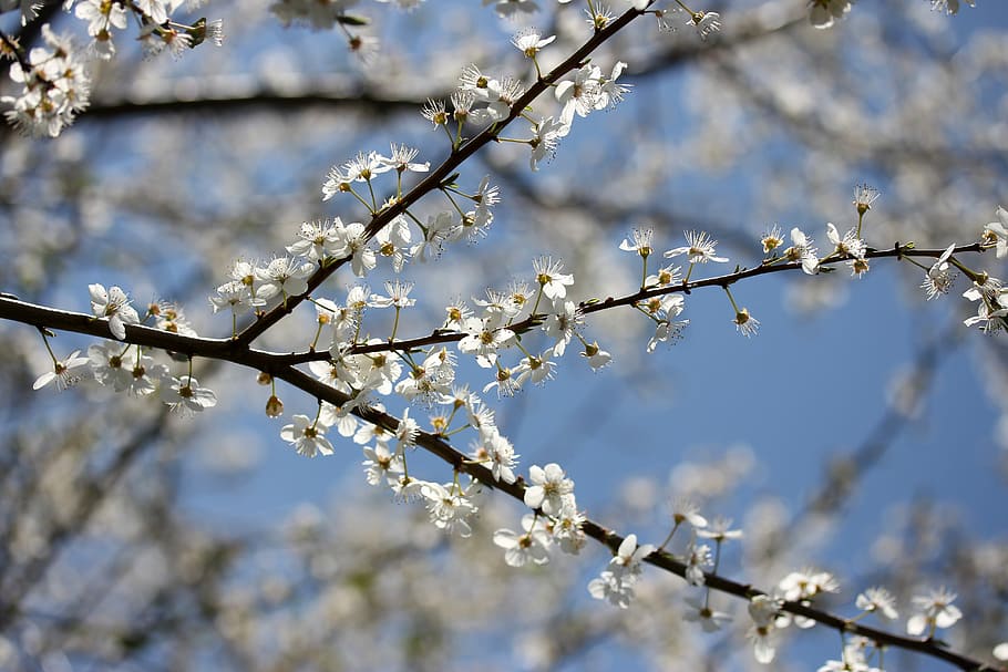 bunga, casey, putih, musim semi, pohon buah-buahan, pohon, corcodus, langit, mekar, kerapuhan