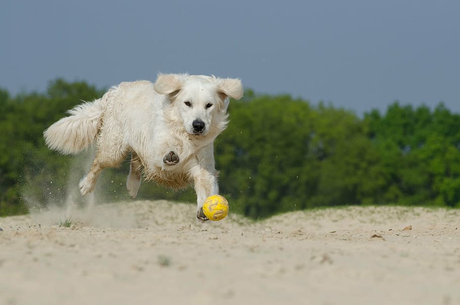 adult cream, golden, retriever, playing, ball, sand, daytime, play, dog, fur