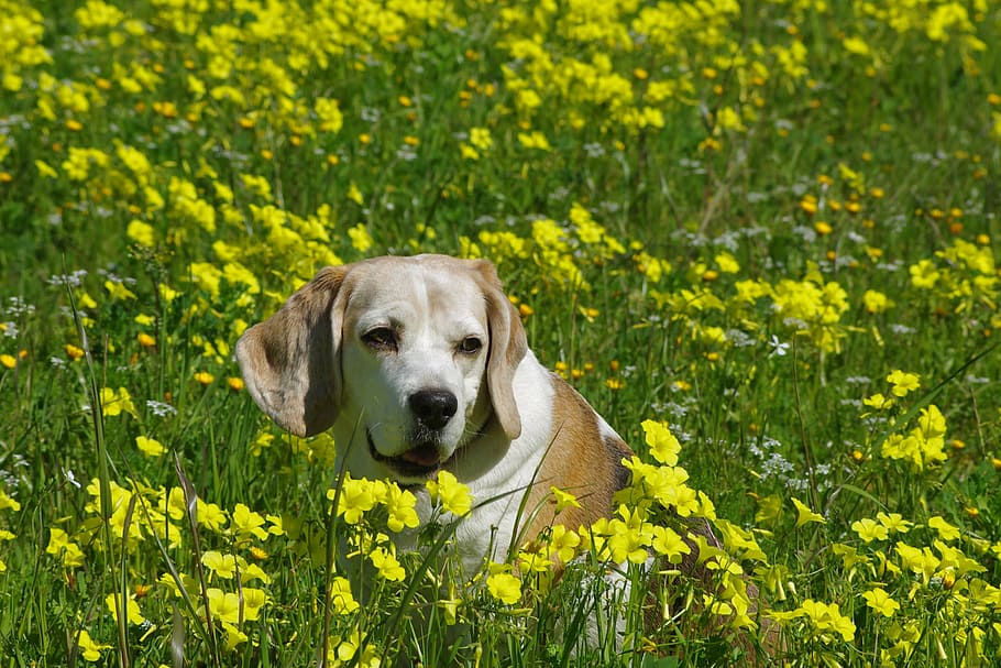beagle, dog, elderly, snuff, hound, friend, nose, ears, portrait, pet