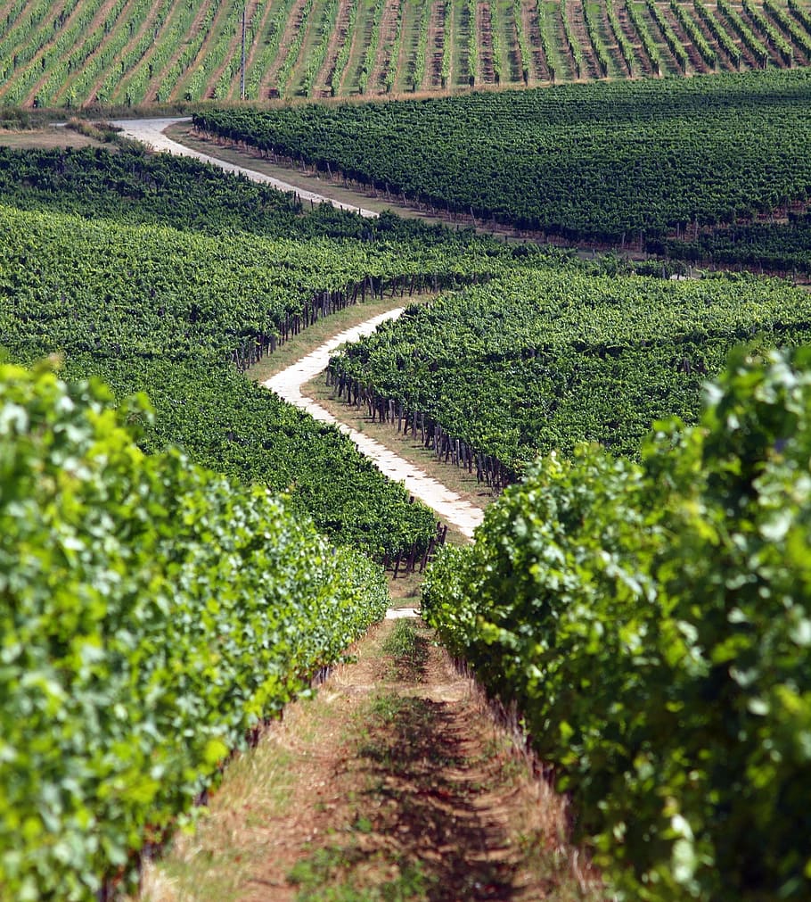 fotografía de primer plano, camino, verde, hojeado, campo de plantas, uva, viña, villány, kisharsány, región vinícola