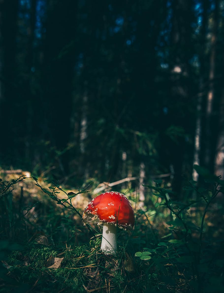 closeup, photography, red, mushroom, white, near, green, leaf, plants, grass