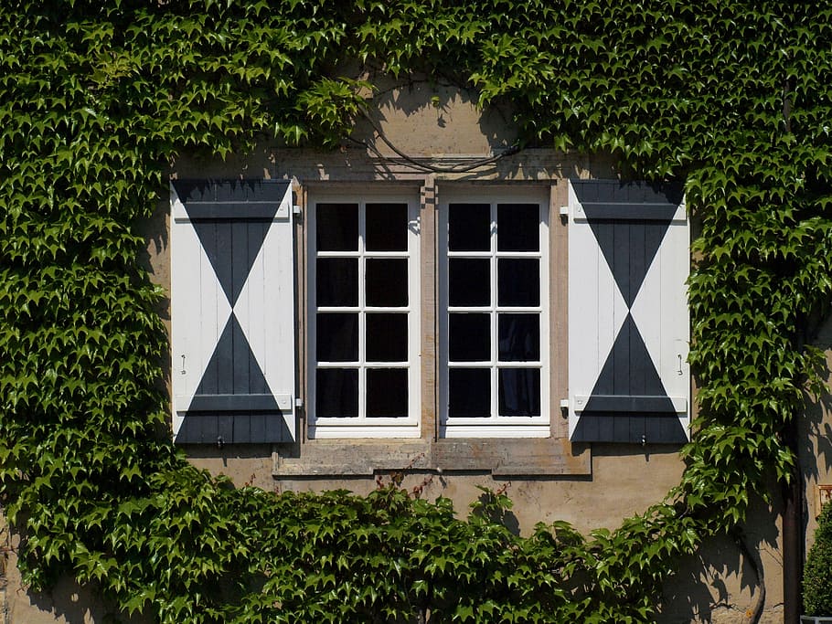 window, old, romantic, farmhouse, old window, facade, ivy, wall, hauswand, ivy leaf
