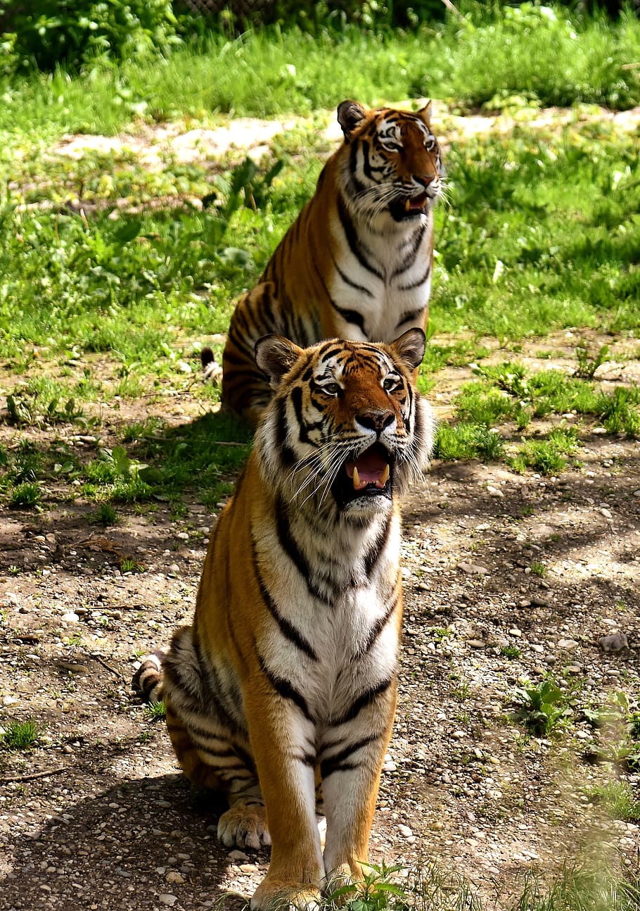 two tigers, tiger, predator, fur, beautiful, dangerous, cat, wildlife photography, animal world, tierpark hellabrunn
