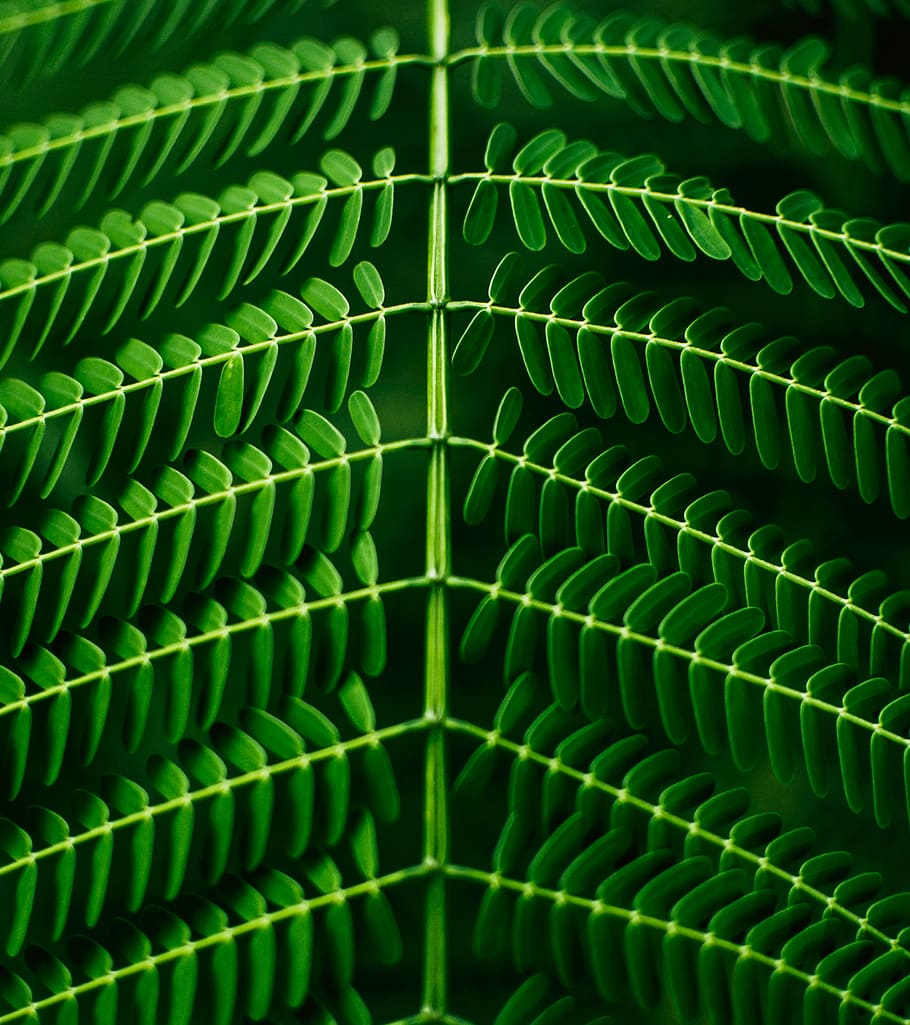 foto close-up, hijau, berdaun, tanaman, daun, taman, gelap, sorot, warna hijau, alam