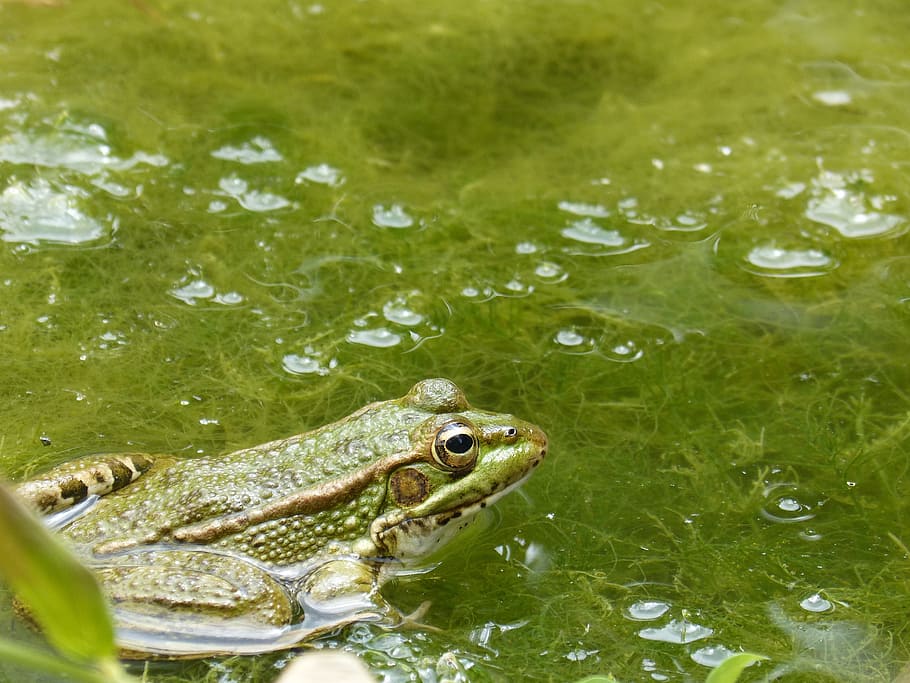 Frog, Raft, Algae, Batrachian, green frog, amphibian, nature, animal, water, pond