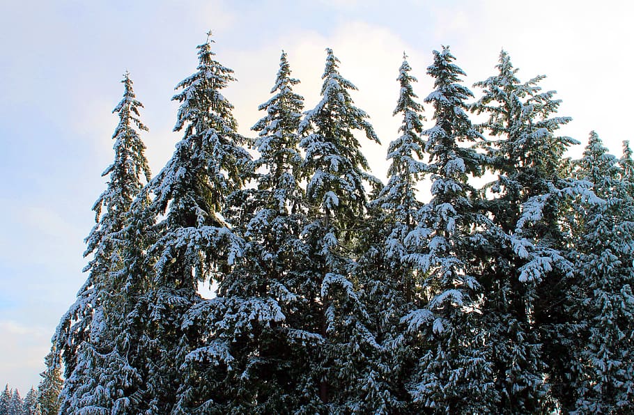 winter, snow, trees, snowy trees, pines, snowy branches, wintry, plant, tree, nature