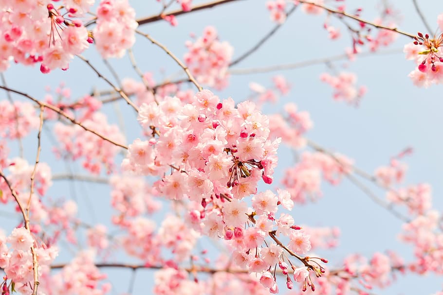 fotografia de tiro macro, cereja, flores, natural, plantar, japão, primavera, rosa, flores da primavera, flor