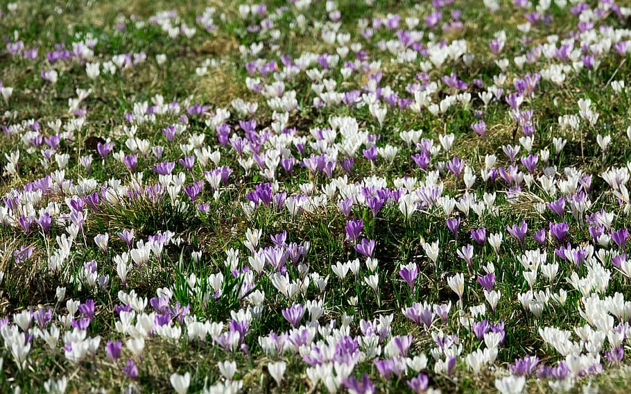 crocus, spring, flowers, blossom, bloom, meadow, nature, purple, the beginning of spring, white