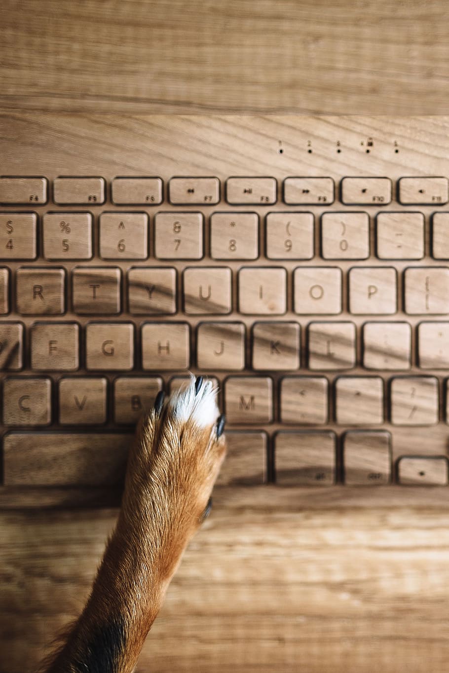 keyboard, technology, dog, pet, animal, wooden keyboard, funny, paw, Dogs, wooden