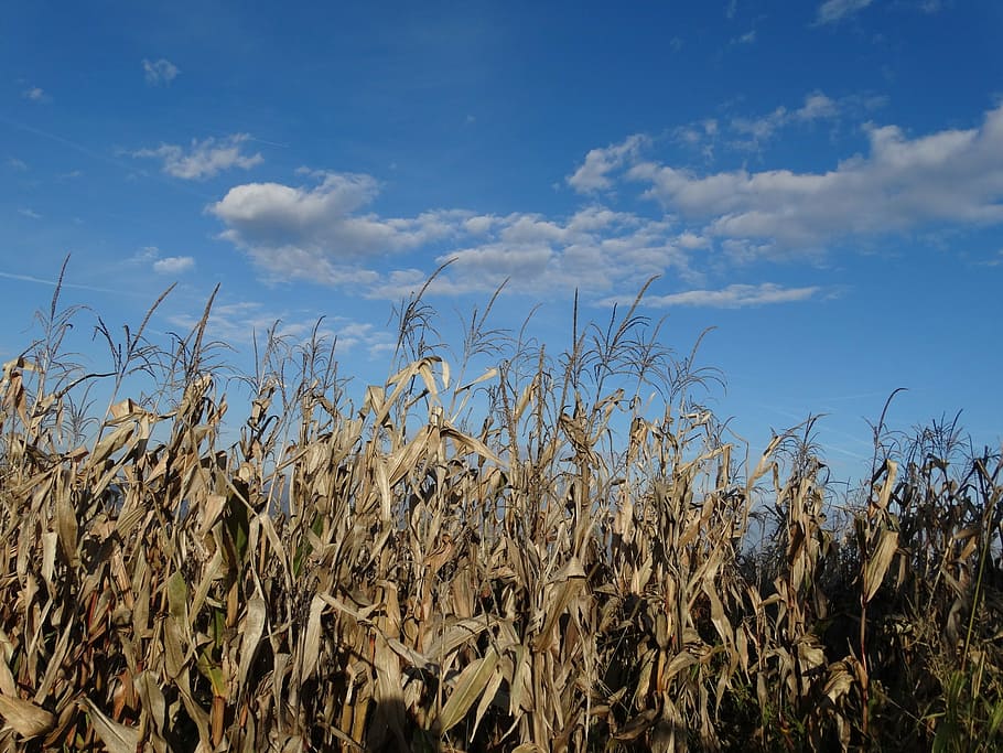 corn, field, harvest, fall, autumn, agriculture, nature, sky, farm, crop