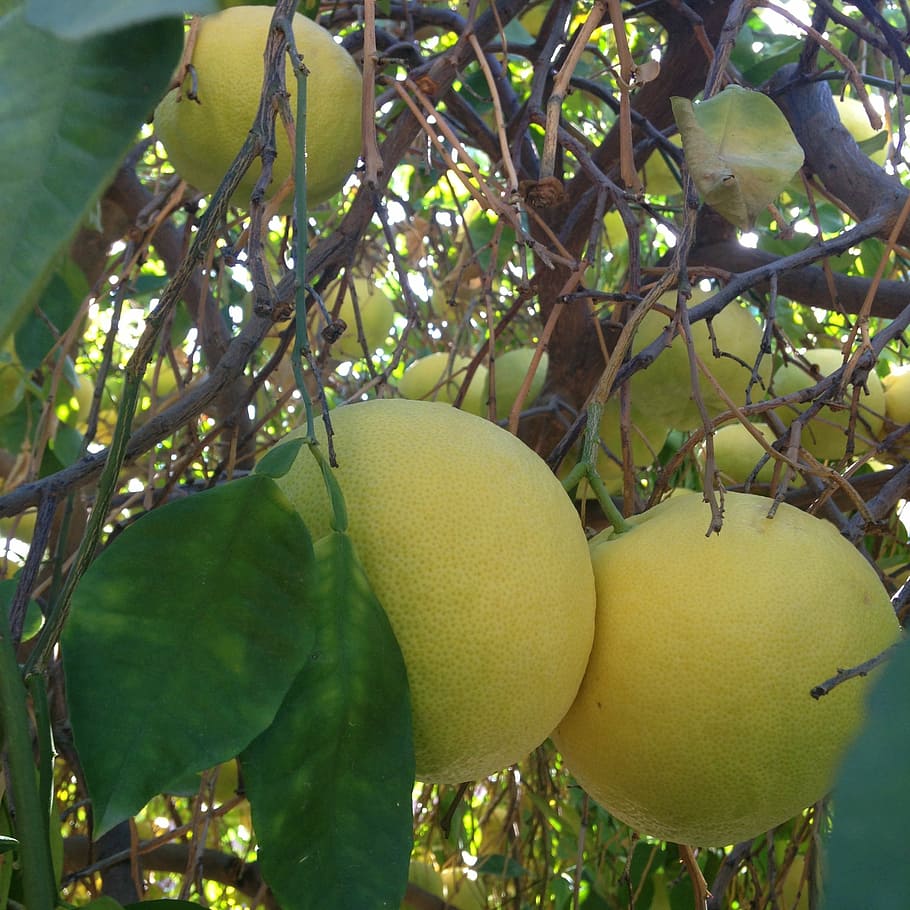 grapefruit, grapefruit tree, citrus fruit, citrus, vitamin c, fruit, juicy, nature, tree, branch