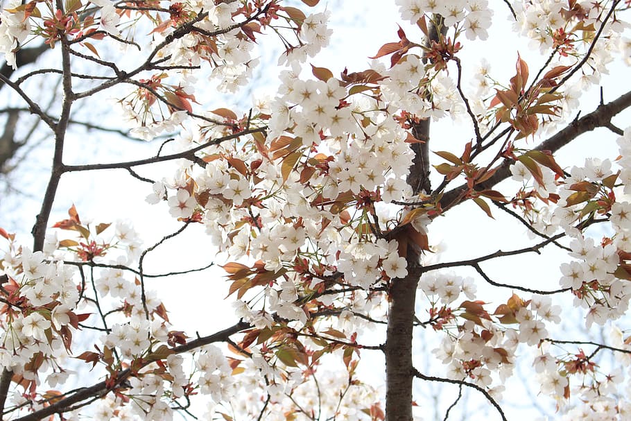 Cerezo Yoshino, Japón, cereza, karen, lindo, flores, flores de cerezo, suave, flores de primavera, primavera
