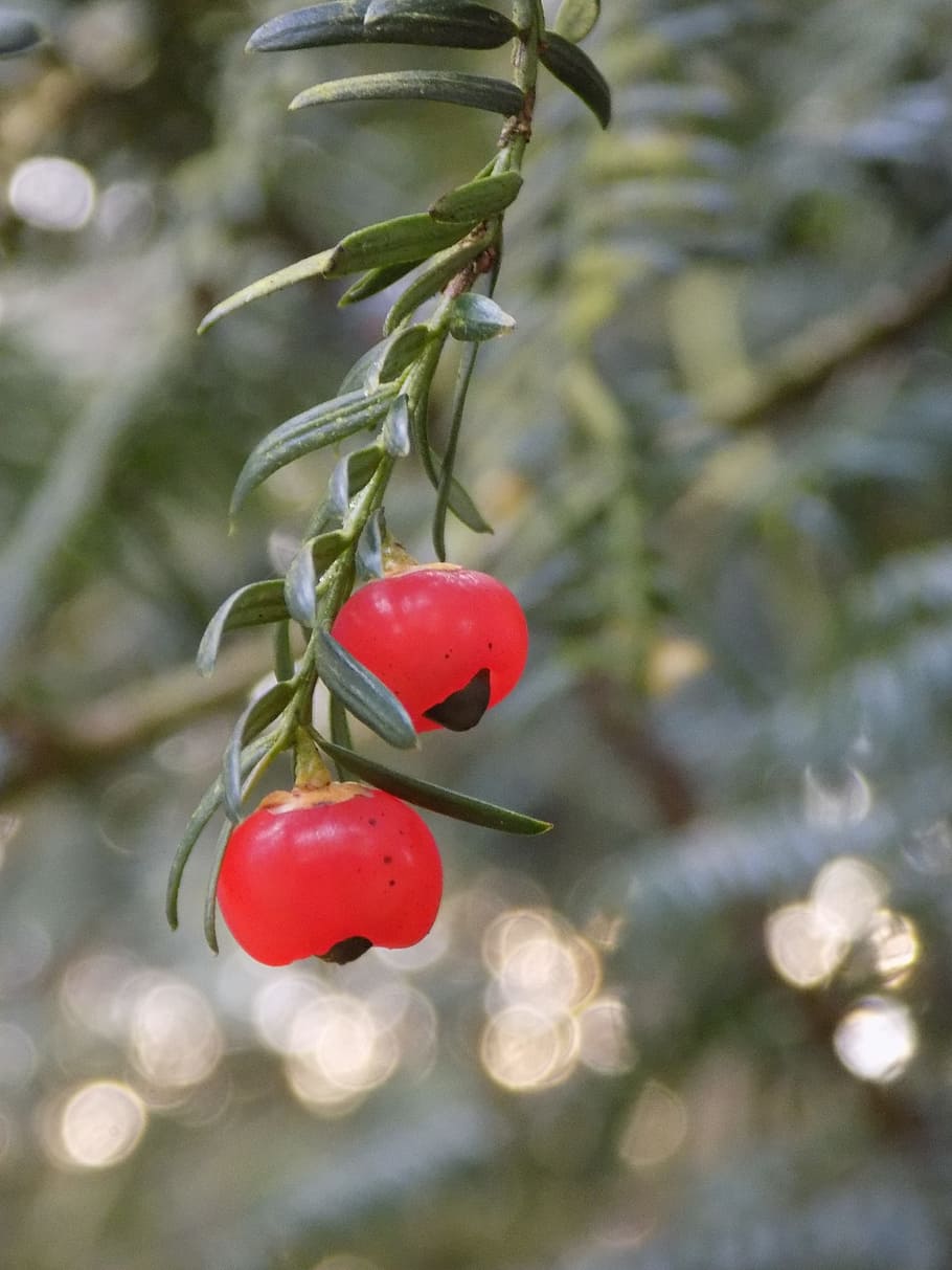 Yew Family, Berry, Red, European Yew, yew, berry red, taxus baccata, tree, food and drink, fruit