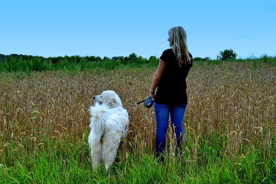 woman, dog, nature, to take the dog out, walk, person, animal, domestic, field, real people