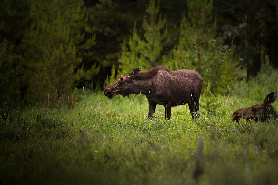 animals, bull, daylight, female moose, grass, grassland, mammal, moose, nature, outdoors