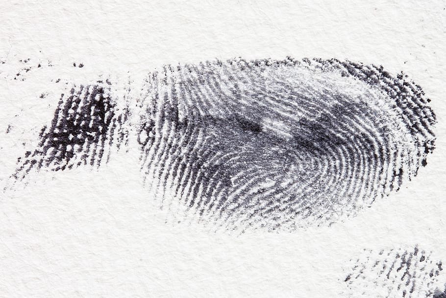 close-up photo, Fingerprint, Papillary, daktylogramm, fingertip, finger berry, contact, crime, criminal, detective