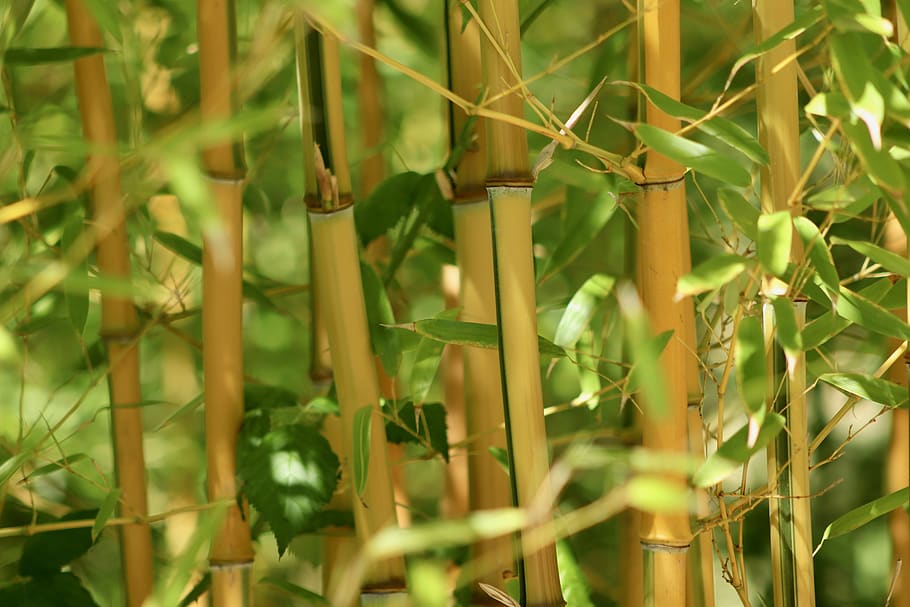 bambú, hierba, invernadero de bambú, tallos de bambú, hojas de ...