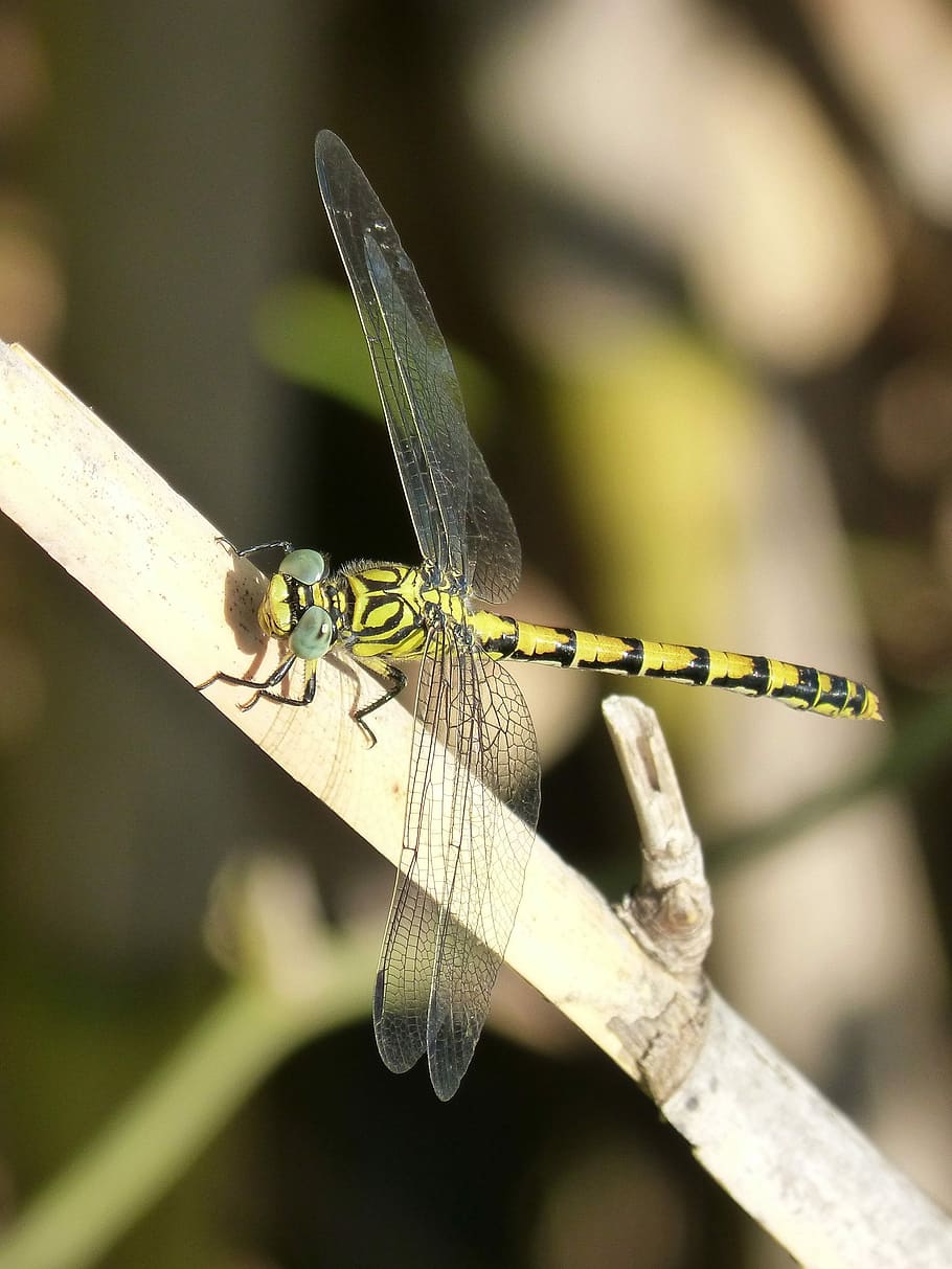 Dragonfly, Tiger, Yellow, i tiger, yellow and black, winged insect, detail, wings, insect, one animal