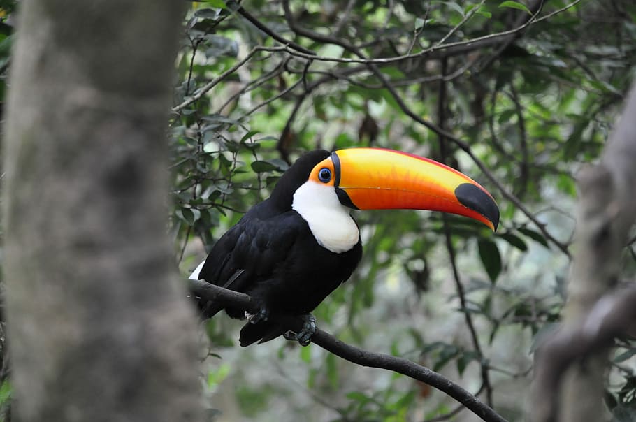 black, white, bird, Toucan, Pet, Tropical, Animals, Birds, tropical animals, rainforest
