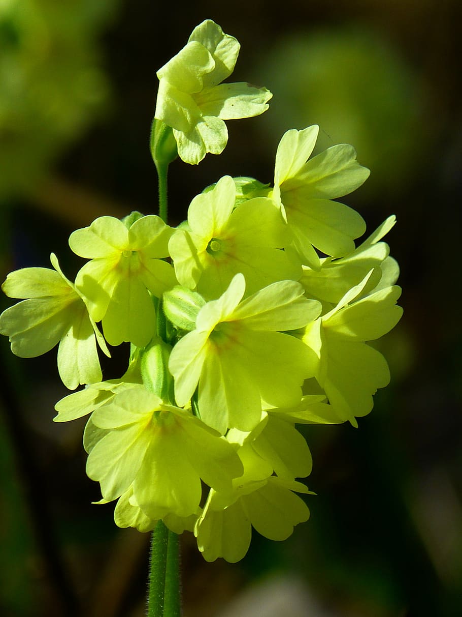 selective, focus photography, white, petaled flower, cowslip, forest primrose, high primrose, primula vulgaris, primrose, flower