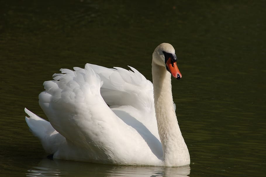 white swan, swan, elegant, plumage, birds, ala, swans, animals in the wild, animal wildlife, bird