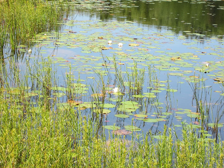 waterlily, reeds, pond, illy, water, plant, reflection, lake, tranquility, growth