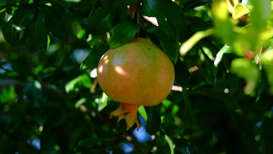 pomegranate, fruit, tree, garden, sano, food, diet, health, eat, delicious
