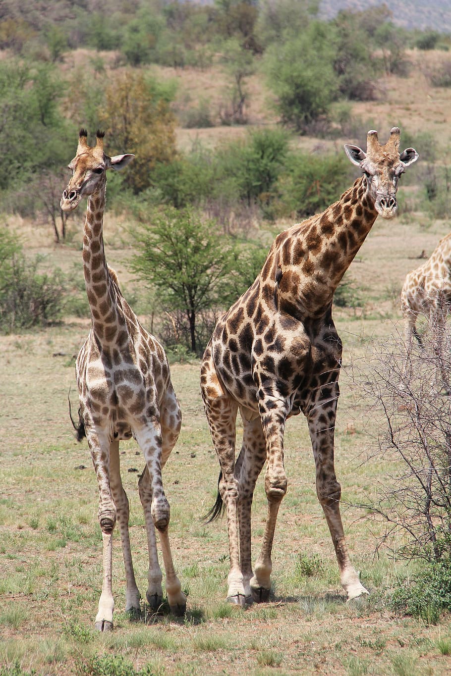 giraffe, exciting, adventure, safaris, scenic, beautiful, interesting, sun city, pilanesberg game reserve, johannesburg