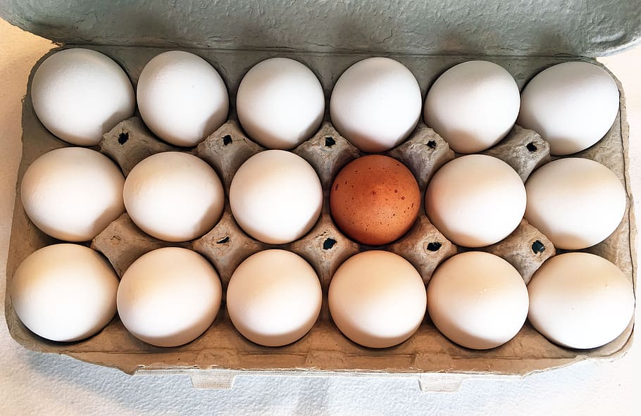 karton telur, telur, makanan, tunggal, kejutan, paskah, karton, makanan dan minuman, kesejahteraan, kesegaran