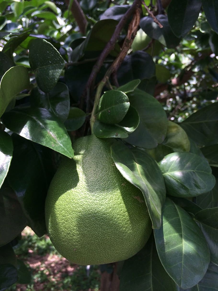 grapefruit trees, citron leaf, grapefruit grapefruit, plant part, growth, leaf, fruit, healthy eating, food, food and drink
