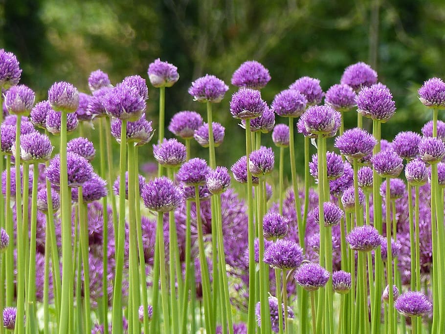 Allium, Bulbs, Purple, Flowers, flower fields, alliumbollen, ui, look, flowering, purple flower