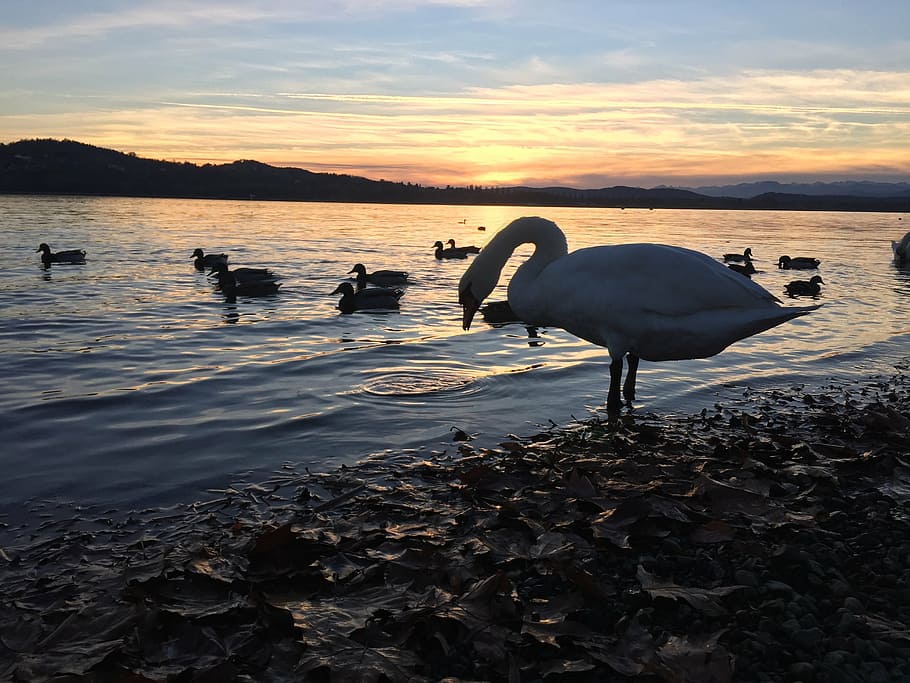 swan, sunset, lake, landscape, nature, italy, reflection, sky, lombardy, varese