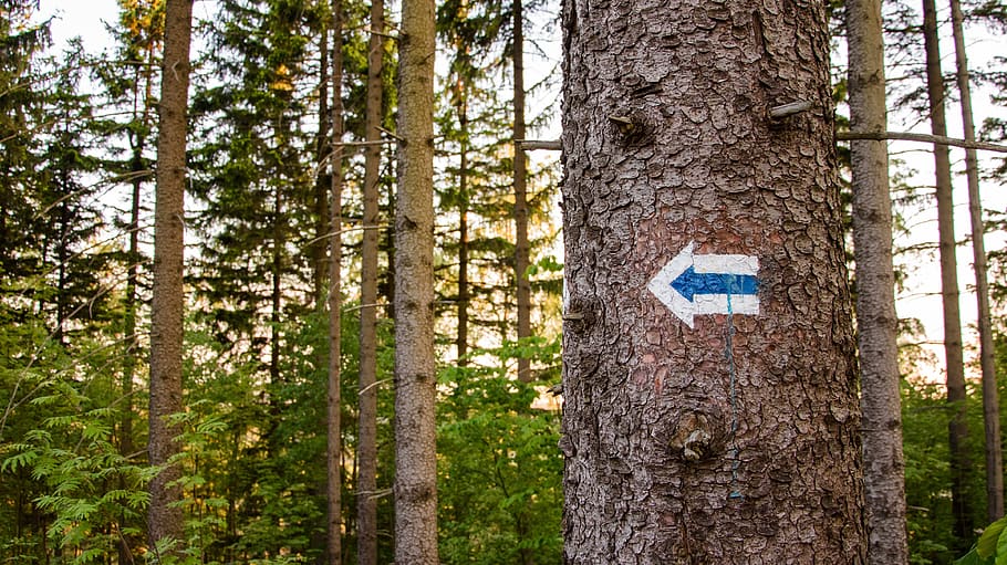 trail marker, trail sign, trail, marker, hiking, signpost, arrow, directory, tree, tree trunk