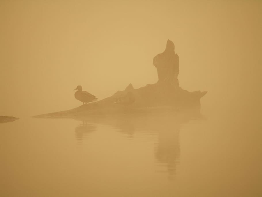 birds, morning, water, the fog, orange, climate, nature, lake, pond, asia
