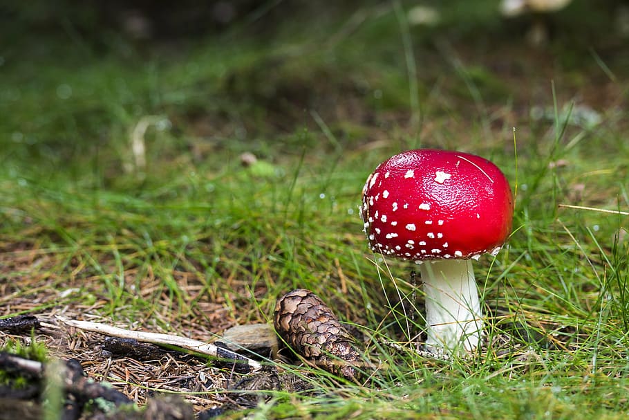 selektif, fotografi fokus, merah, putih, jamur, fly-agaric, jamur beracun, jamur merah, alam, padang rumput