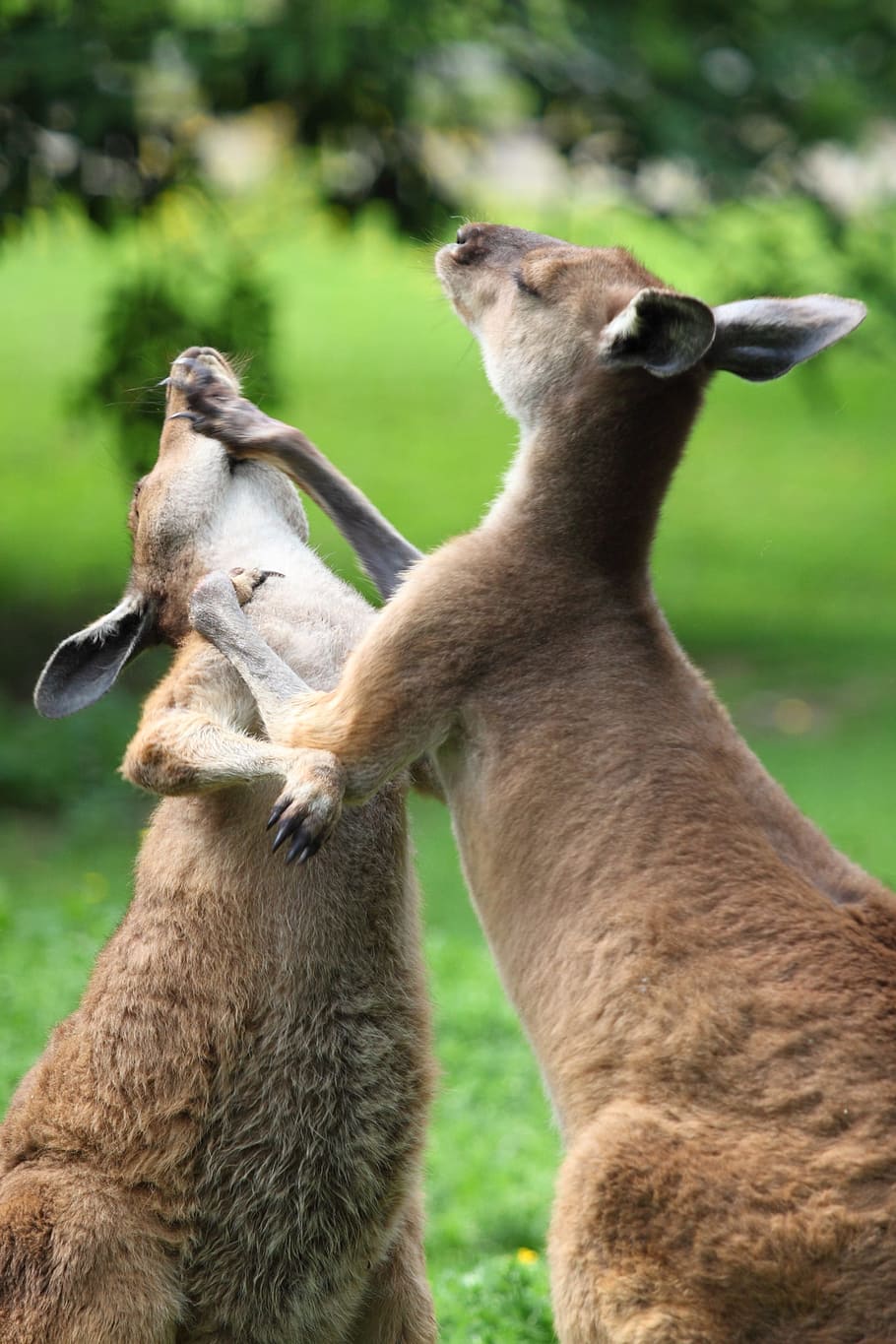 dua kanguru, hewan, serangan, australia, ketukan, tinju, duo, pertarungan, perkelahian, lompatan