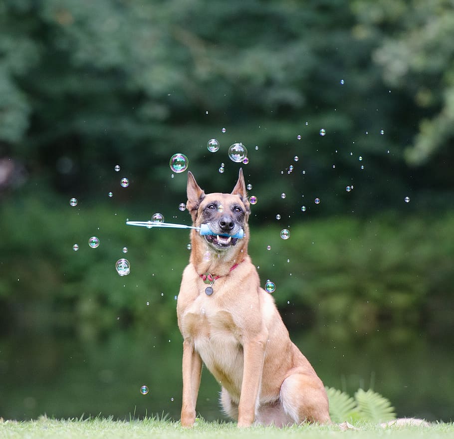adult, fawn, german, shepherd, siting, grass, daytime, soap bubbles, dog trick, dog shows a trick
