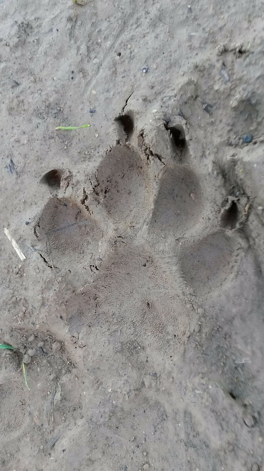 paw, reprint, traces, dog, animal tracks, nature, day, backgrounds, full frame, high angle view