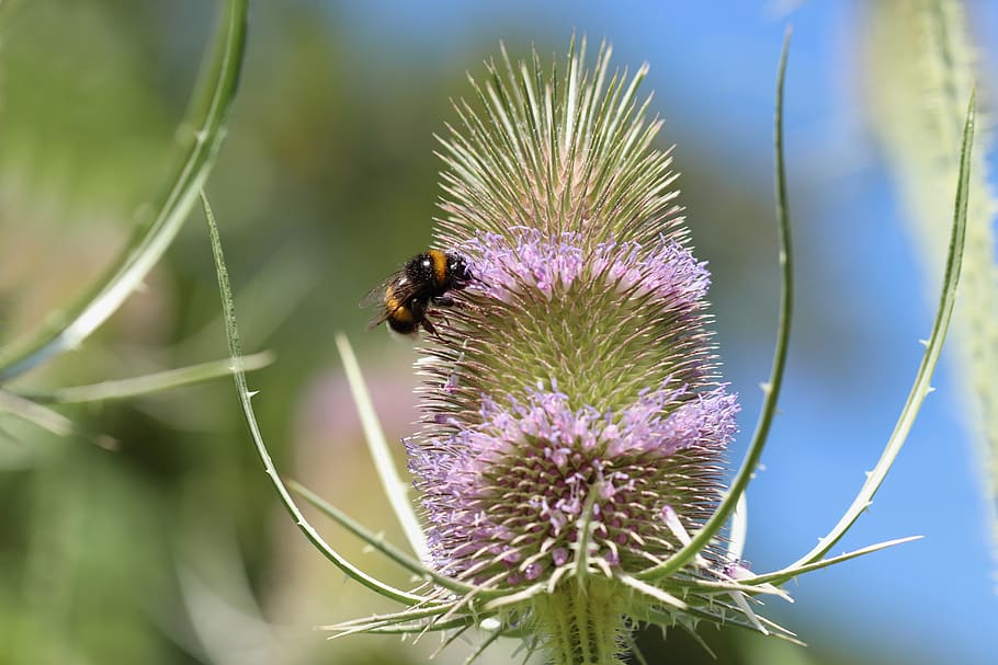 dipsacus fullonum, hummel, insect, wild teasel, blossom, bloom, prickly, spur, plant, purple
