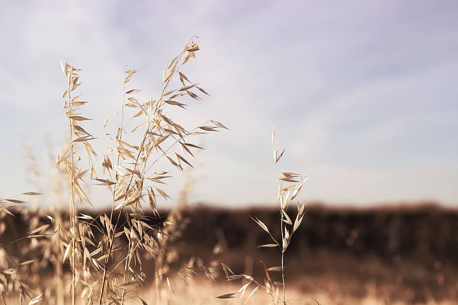 grass, blur, outdoor, nature, plant, sky, field, growth, crop, agriculture