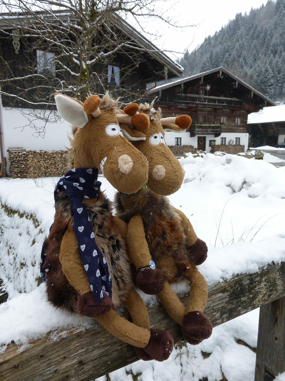 Chiemgau, Bavaria, Plush, Giraffe, germany, chiemgauer, winter, snow, white, outdoors