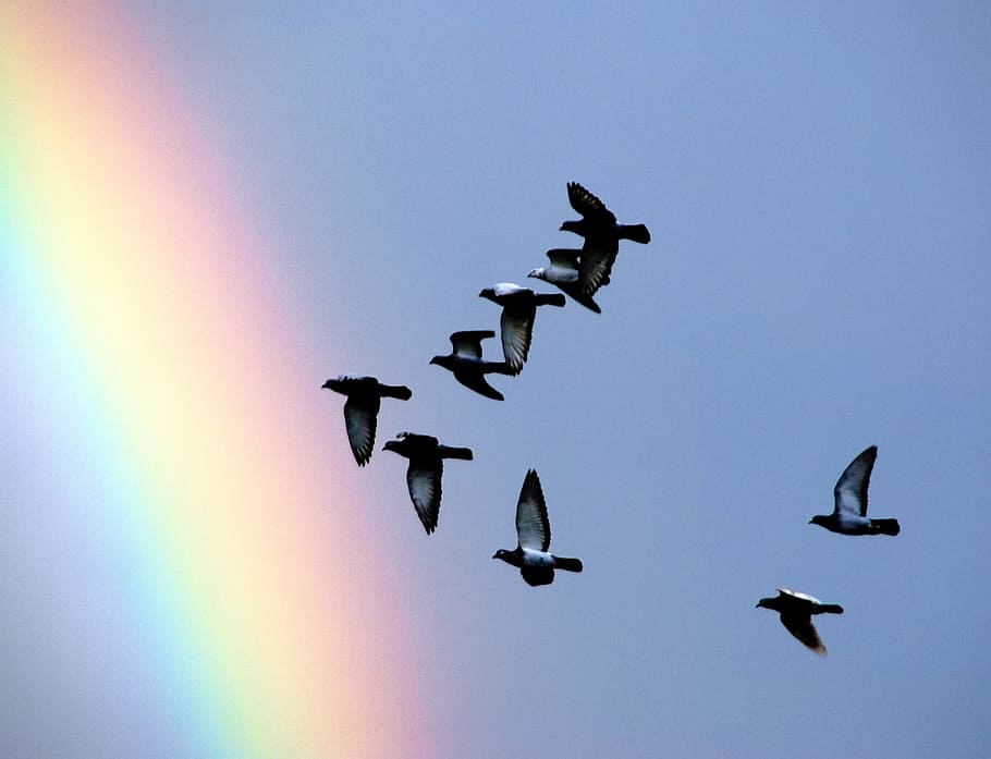 flock, birds, flying, rainbow, pigeons, screen, after the storm, flight, dom, after the rain